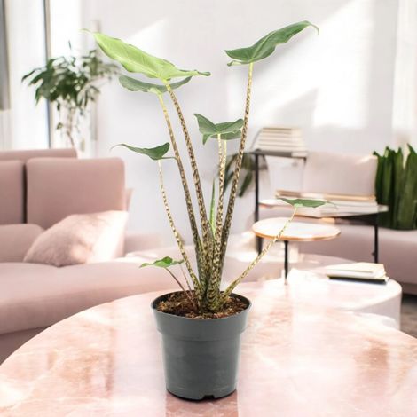 Gardenaria Alocasia zebrina 'Siberian Tiger' - Pianta da interno ornamentale - Altezza: 55 cm (vaso 17) (1/5)
