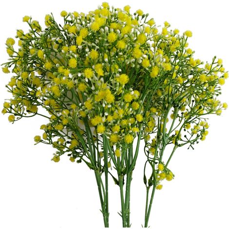Pack of 6 x 55cm Gypsophila Yellow Stem (1/5)