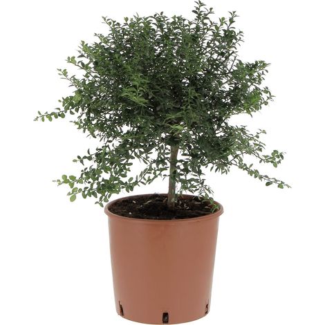 Microcitrus Australasica - H 45-55 cm Vaso da Coltura Ø 20 cm (1/3)