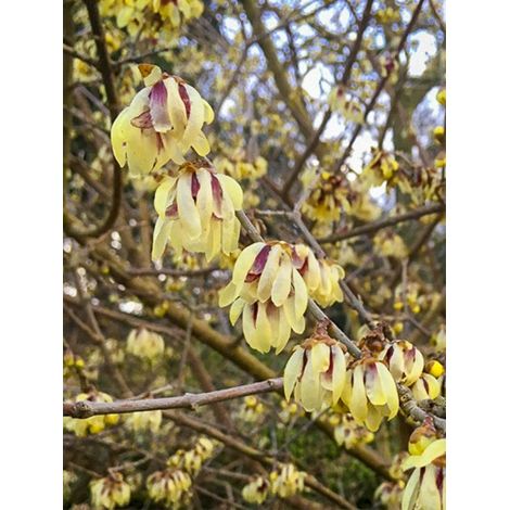 Chimonanthe précoce 'Grandiflorus' Pot de 7,5L/10L (1/5)