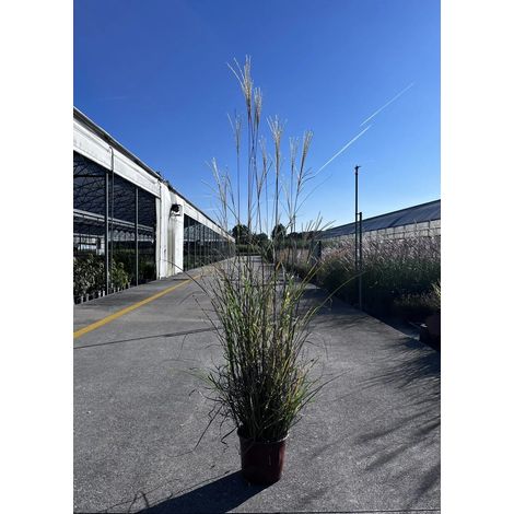 Gardenaria Miscanthus sinensis 'Zebrinus' - Graminacea ornamentale da esterno - Altezza: 60 cm (vaso 17)
