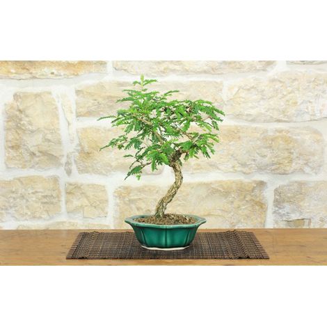 Bonsai di Sesbania (9) (1/5)