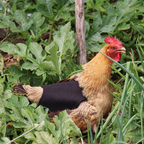 Tablier de Protection pour Poules, Harnais Anti-Picage, Veste de Sécurité pour Volailles, Accessoire de Soin Avicole