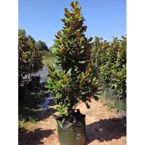 Magnolia grandiflora Gallisoniensis pianta sempreverde in vaso Ă¸26 cm h 80/110 cm