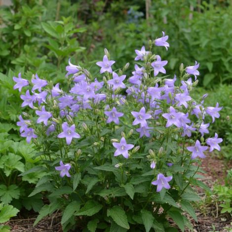 Campanule Gantelée/Lot de 3 godets