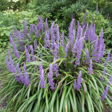 Liriope muscari Big Blue/Lot de 5 godets (1/5)