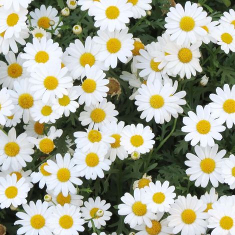 2000 graines de marguerites blanches, graines de fleurs, naturellement parfumées, plantes ornementales de jardin, engrais inclus. (1/5)