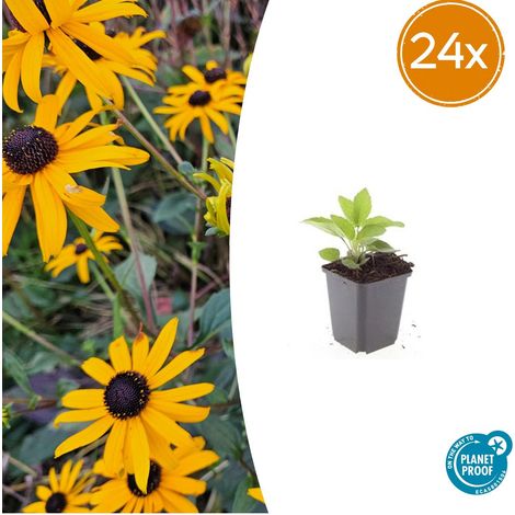 Lot de 24 Rudbeckia fulgida 'Goldsturm' Vivace à Fleurs Jaune Doré, Hauteur 10-25cm, Pot Ø9cm - PANGIVO (1/5)