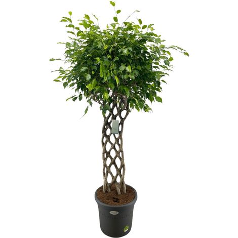 Ficus Benjamina - Plante Verte d'Intérieur Décorative avec Tronc Tressé - Hauteur 180 cm - PANGIVO