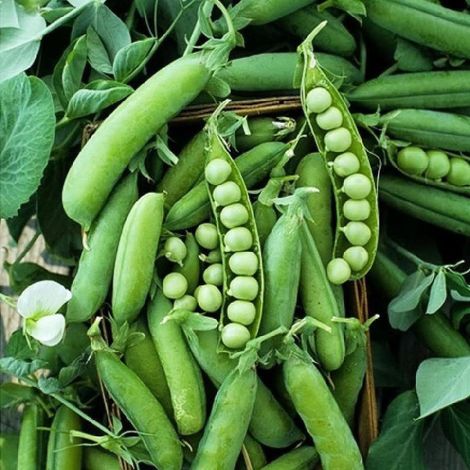 40-50 pièces Graines de Légumes Pois Mangetout Sugar Snap – Jardin Potager, Récolte Fraîche et Culture Facile (1/5)