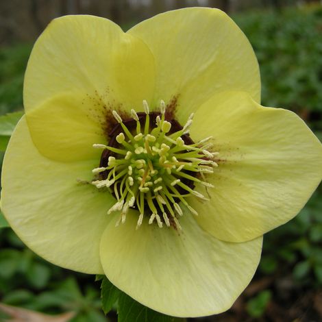 4 x Hellébore orientale 'Yellow Lady' - godet 9x9 cm