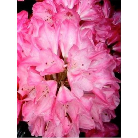 Rhododendron yakushimanum 'Sneezy' Pot de 2L/3L (1/2)