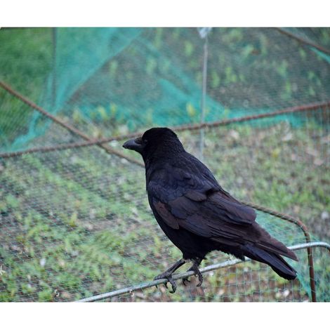 2 reti di protezione contro gli uccelli (10 m x 4 m), adatte per alberi da frutto e ortaggi, per proteggere dai danni causati dagli uccelli, maglia 15 mm. (1/4)