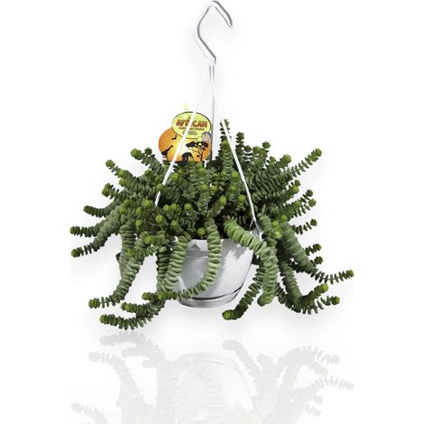 Gardenaria Crassula marnieriana 'Hottentot' - Pianta da interno ornamentale - Altezza: 25 cm (vaso 11) (1/4)
