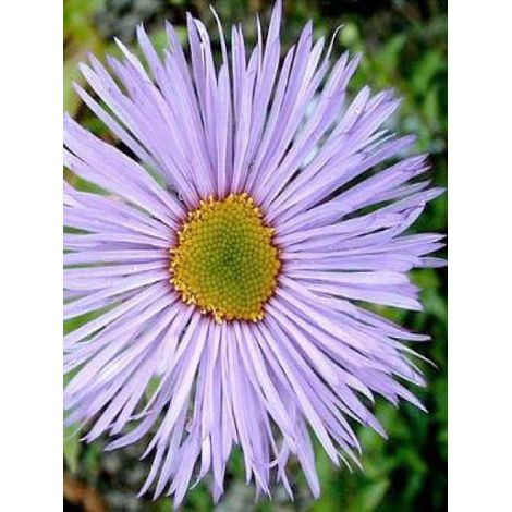 Vergerette 'Strahlenmeer' Godet de 8/9 cm (1/2)