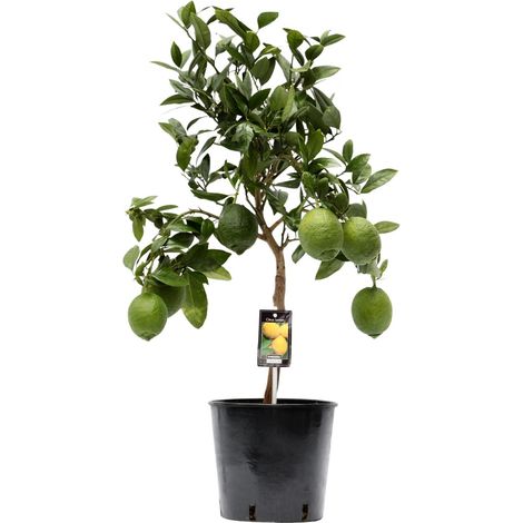 Citronnier Citrus Lemon Plante d'Agrumes aux Feuilles Vertes Pot Ø 22 cm Hauteur 80 cm - PANGIVO (1/4)