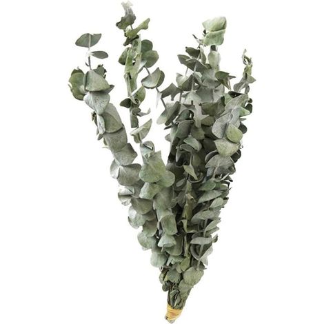 10 hojas secas de eucalipto, redondas y finas, decoración natural, bodas y fiestas.