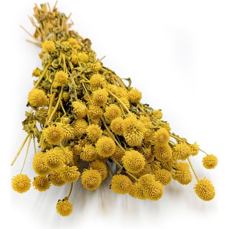 Getrocknete Gomphrena globulus (Kugelförmige Strohblume) – Gelb (1/5)