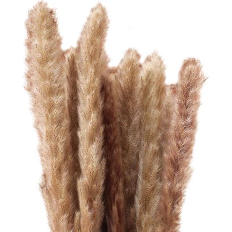 Petites herbes de la pampa séchées (phragmites) - Décoration naturelle - Accessoires de photographie pour mariages à l'hôtel (1/5)