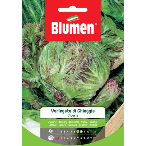 SEMI CICORIA VARIEGATA DI CHIOGGIA BLUMEN