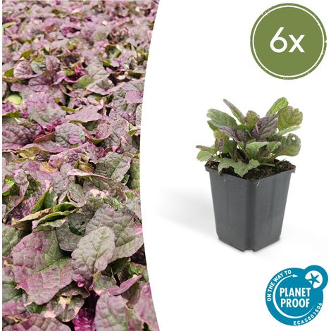 Lot de 6 Ajuga reptans Burgundy Glow - Bugle Rampante Couvre-sol Ombre - Fleurs Bleues - Ø 9 cm - PANGIVO (1/5)
