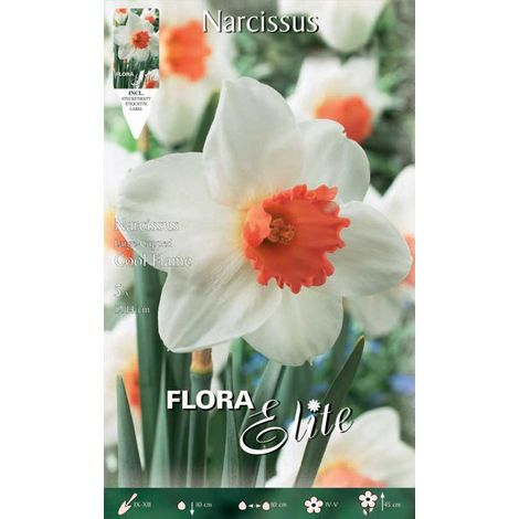 BULBI AUTUNNALI NARCISO LARGE-CUPPED COOL FLAME CONFEZIONE DA 5 BULBI BULBS BULBES