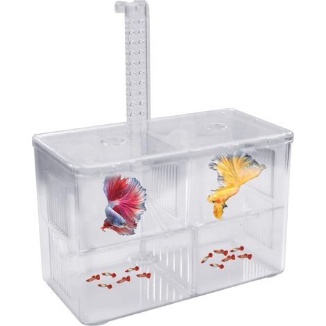 1 Boîte Aquarium, Acrylique Transparent, Crochet, Ventouses, Élevage Poissons (1/5)