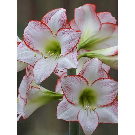 Amaryllis 'Spotlight' Bulbe calibre 30/32 (1/2)