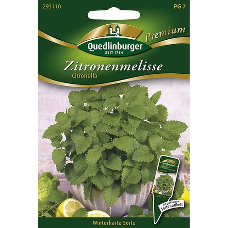 Quedlinburger Saatgut – Mélisse « Citronella » – Graines d'herbes aromatiques, vivace, feuillage à forte odeur de citron