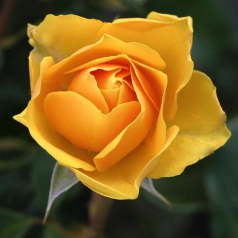 Rosier Grimpant 'Landora' ® (Rosa 'Landora' ®)