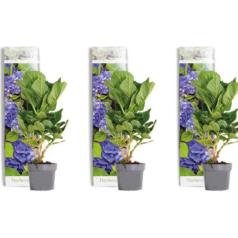 Bloomique - Lot de 3 - Hydrangea Macrophylla Early Blue - Hortensia - Hortensia commun - Plantes de jardin - Rustique - Hauteur 20-30 cm - Pot 10,5 cm (1/4)