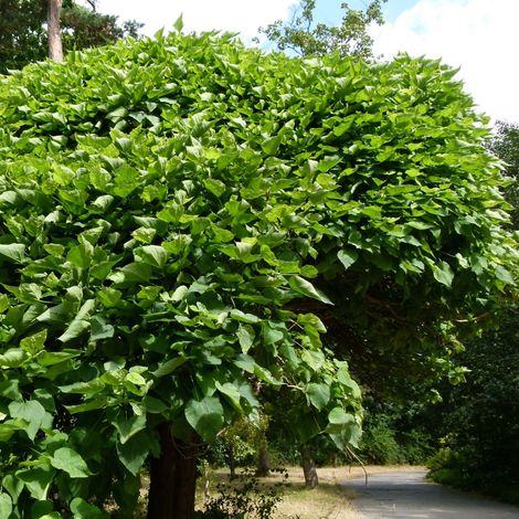 Catalpa de Caroline 'Nana' Pot de 3L/4L, Tige