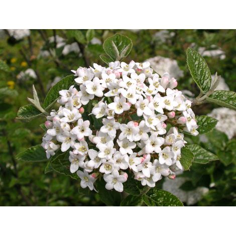 Viburnum BurkwoodII in Vaso da 19cm