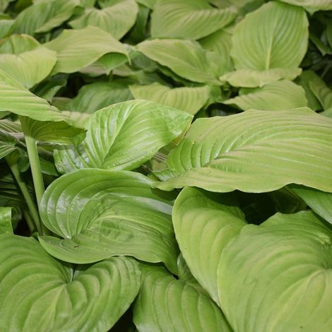Hosta Guacamole | Conditionnement: Lot de 5 godets