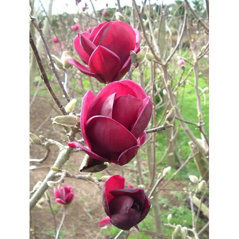Gardenaria Magnolia 'X Genie' - Arbusto ornamentale da giardino - Altezza: 50/70 cm (vaso19) (1/4)