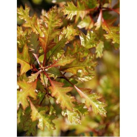 Chêne des marais, Chêne épingle 'Green Dwarf' Pot de 18L/20L, Tige de 150 cm