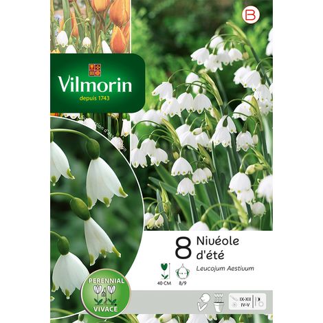 Vilmorin Leucojum Aestivum (x8) (1/2)