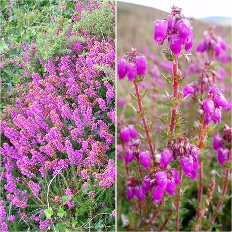 Semillas de Argo�a. Erica Cinerea. 50 Gramos