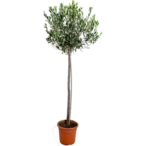 Bloomique - Olea Europaea - Olivier sur tige - Plantes de jardin - Rustique - Hauteur 100-120 cm - Pot 21 cm