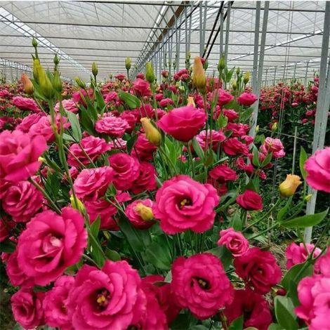 5000 graines de lisianthus rouge - Variété florale originale, facile à cultiver, idéal pour jardin, pots et balcons (1/4)