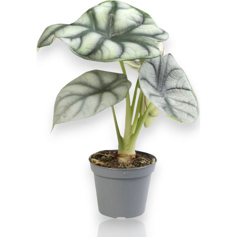 Gardenaria Alocasia 'Silver Dragon' - Pianta da interno ornamentale - Altezza: 40 cm (vaso 12) (1/5)