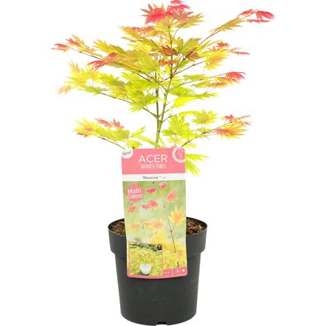 Bloomique - Acer Shirasawanum 'Moonrise' - Érable du Japon - Plantes de jardin - Résistant au gel - 30-40 cm de haut - Pot 15 cm