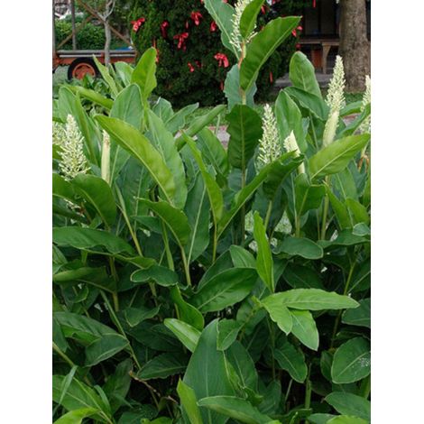 Alpinia Galanga Pot de 2L/3L