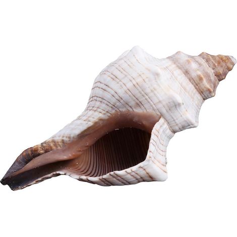 Gros coquillages naturels géants en forme de conque, parfaits pour une fête sur le thème de la plage ou pour décorer votre maison - 4XL (1/5)