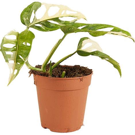 philodendron pink princess marble Philodendron erubescens, 