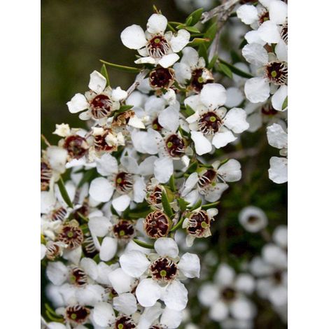 Manuka, Arbre à thé, Myrthe des mers du sud 'Blanc' Pot de 2L/3L
