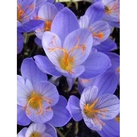 Crocus speciosus 'Conqueror' Bulbe calibre 5+ (par 15) (1/2)