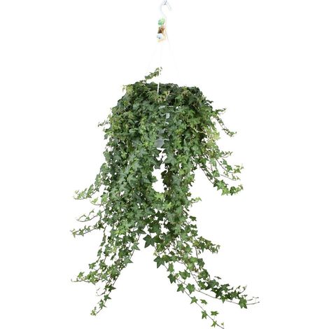 Hedera Helix Pitsburg Plante Grimpante Et Tombante Intérieure Ø24 cm Hauteur 70 cm - PANGIVO (1/5)