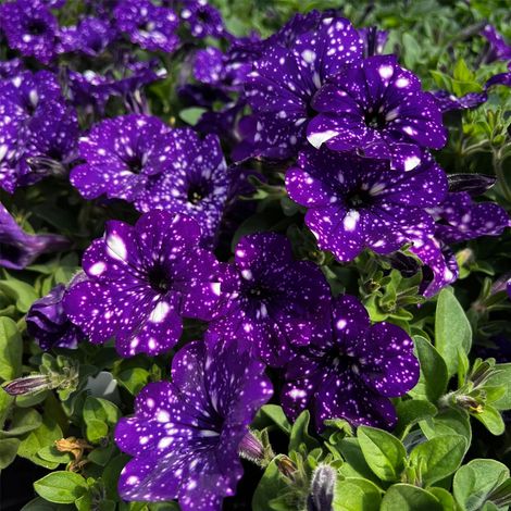 Pétunia Night Sky 3000 Graines – Fleurs Colorées et Lumineuses – Jardin, Massifs et Suspensions (1/5)