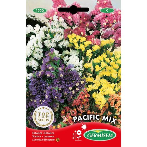 Graines de Statice Multicolore 0.5 g